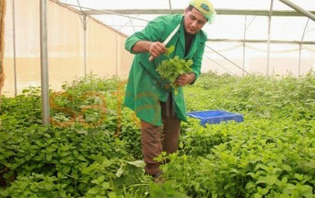 مزرعة "Agripal" للأعشاب الطازجة استثمار بشري اقتصادي